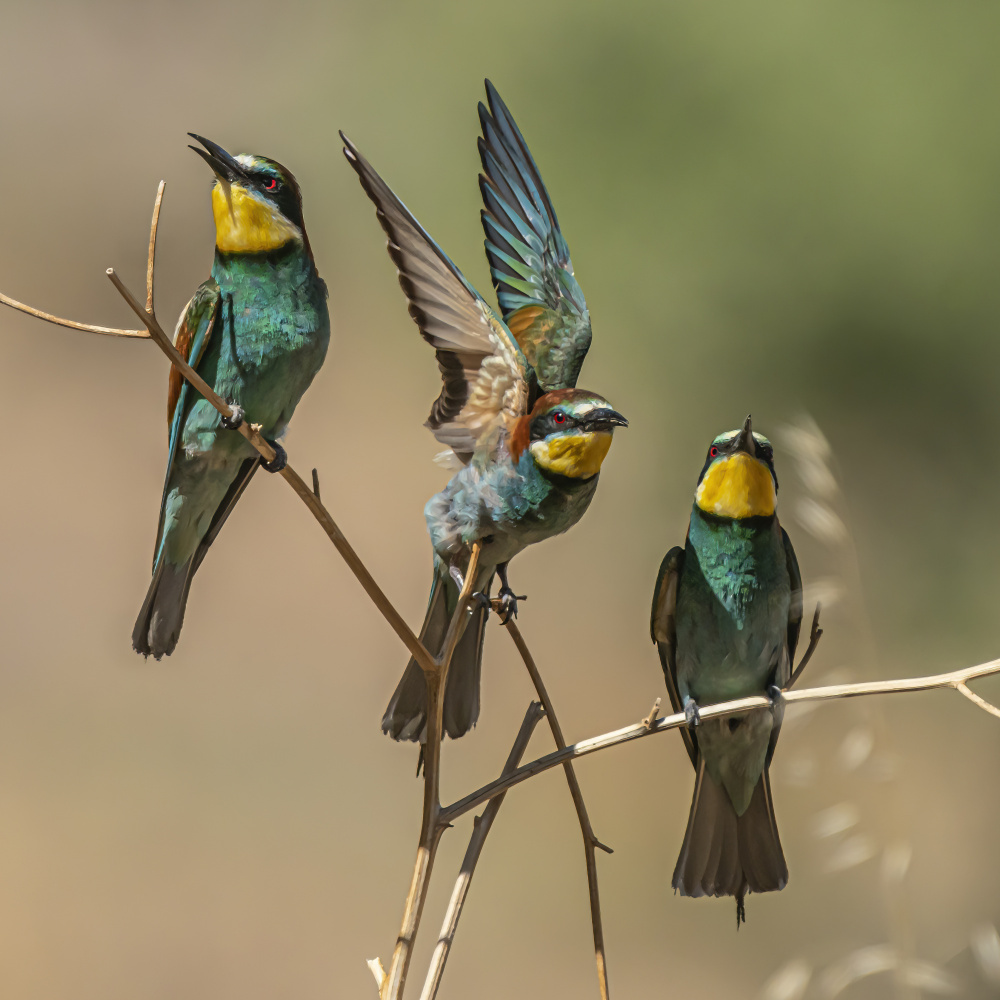 Bee-eaters from Boris Lichtman