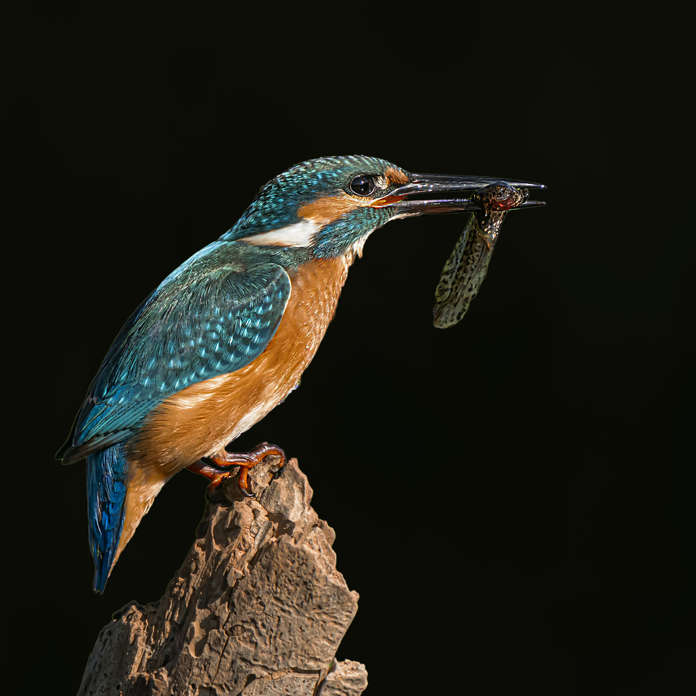 Kingfisher from Boris Lichtman
