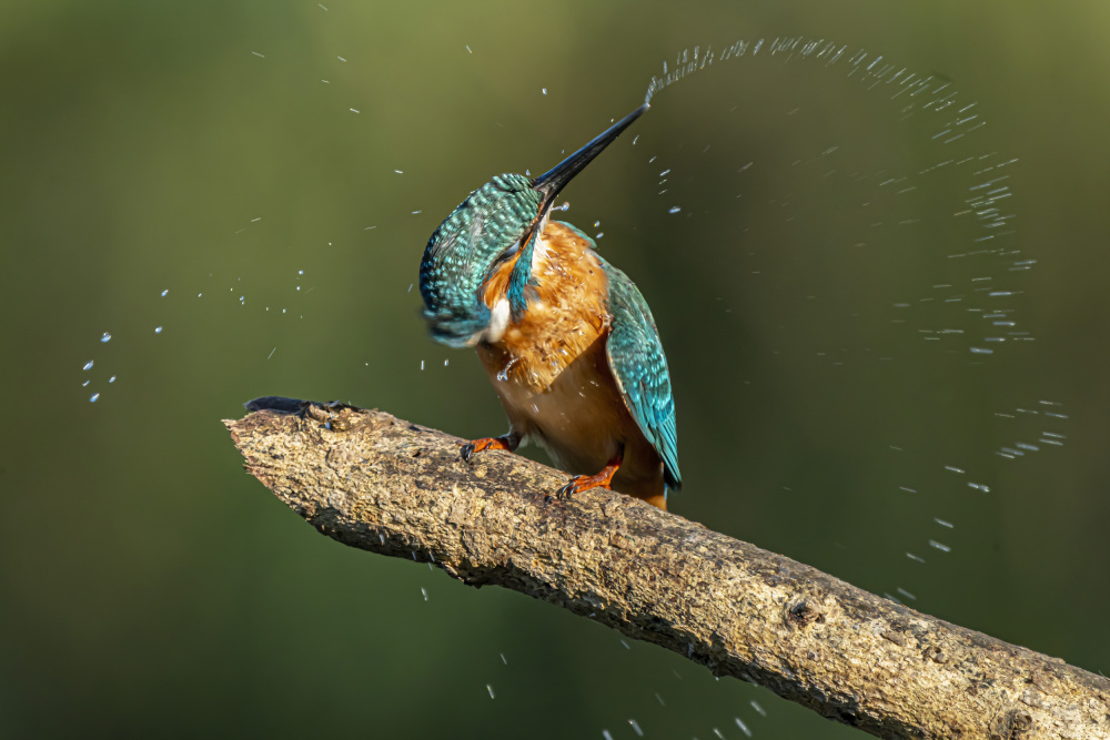 Kingfisher after bathing from Boris Lichtman