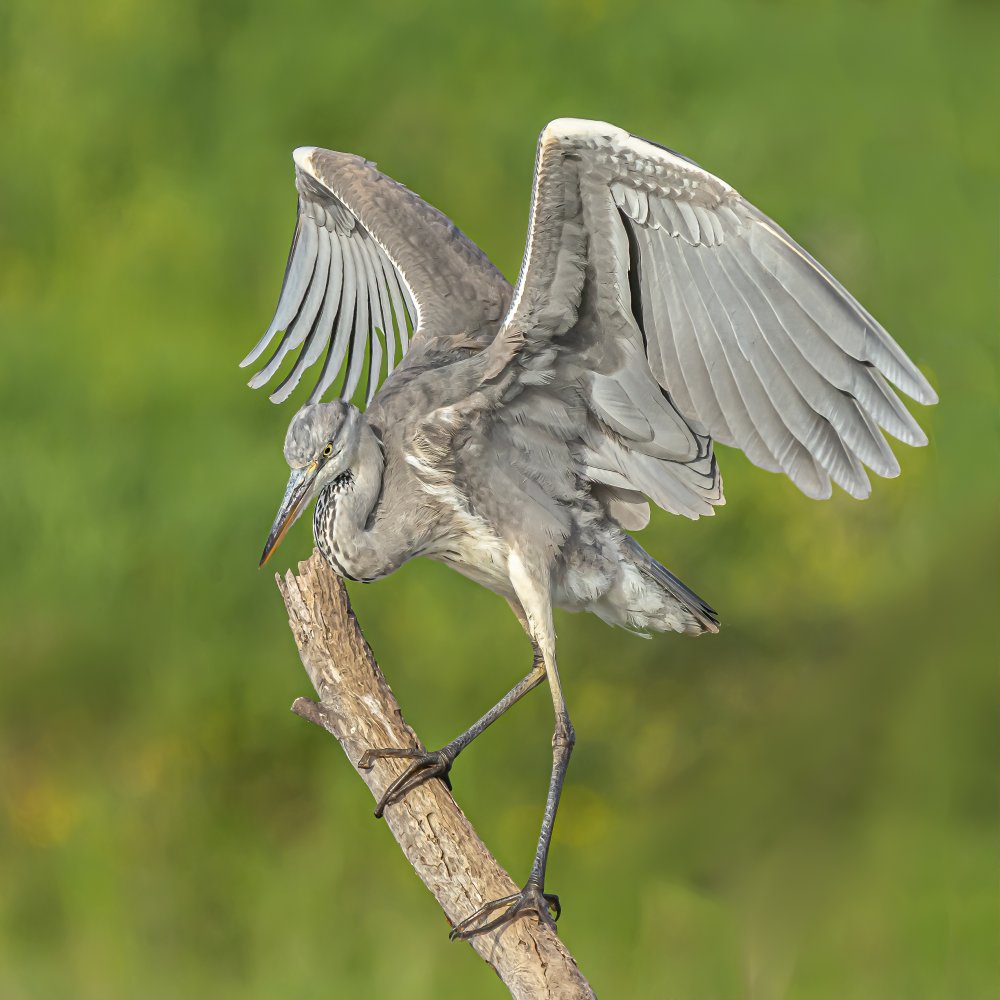 Grey heron from Boris Lichtman