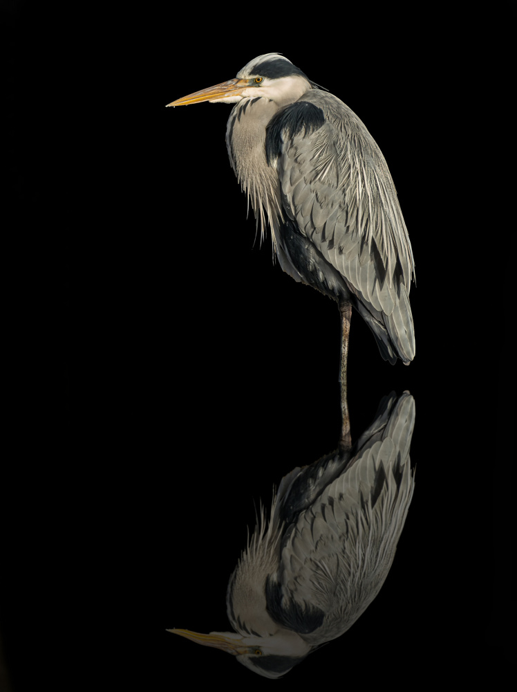 Grey heron in the dark from Boris Lichtman