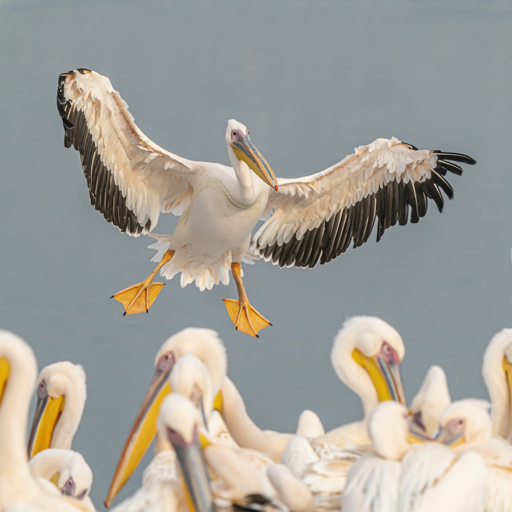 Pelicans from Boris Lichtman