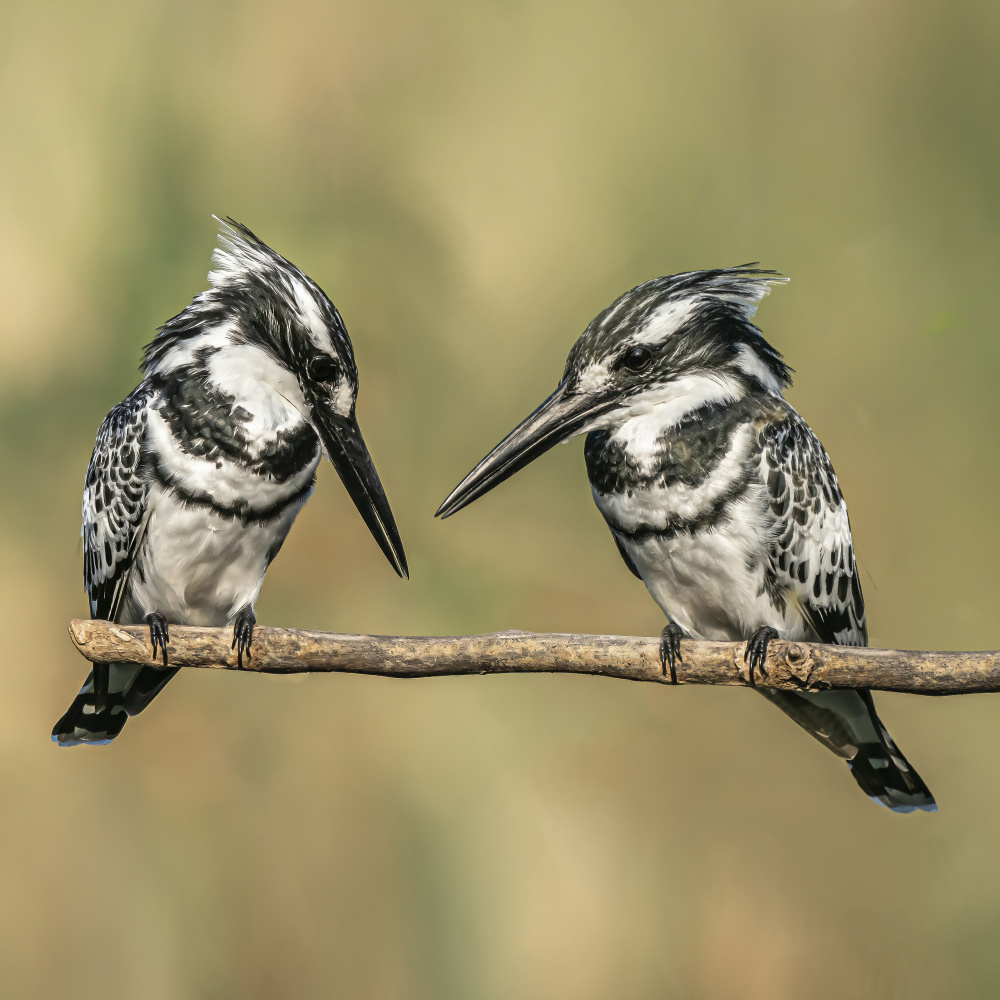 Pied kingfishers from Boris Lichtman