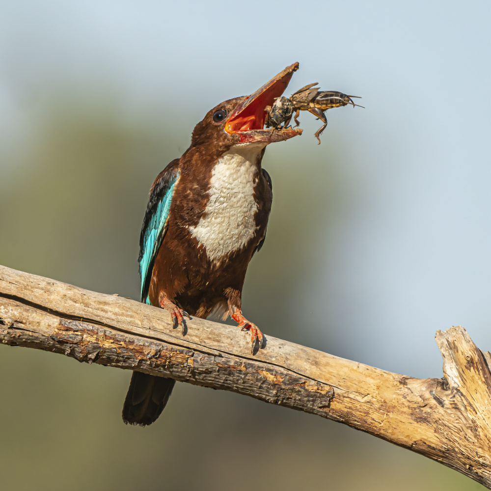 White-throated kingfisher from Boris Lichtman