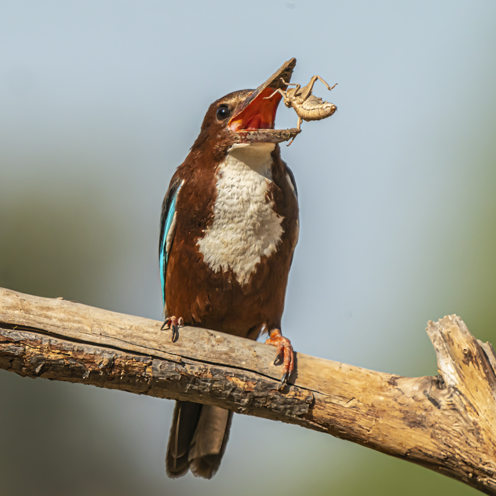 White-throated kingfisher from Boris Lichtman