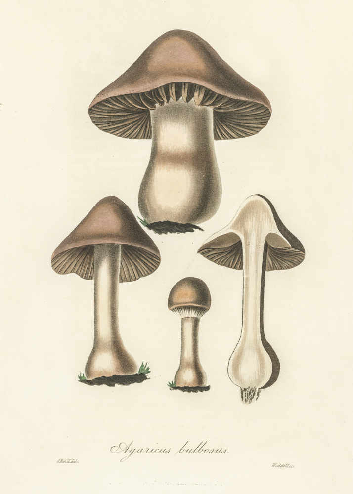 Agaricus Bulbosus Illustration. Medical Botany 1836 from Botanik