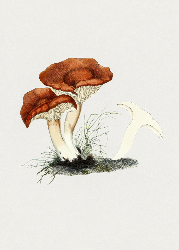 Hand Drawn Rufous Milkcap Mushroom from Botanik