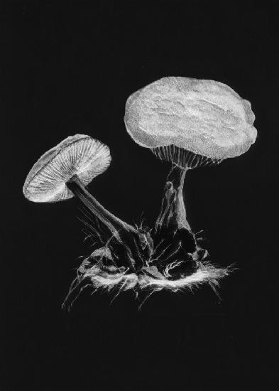 Vintage Violet Webcap Mushroom Dark BW