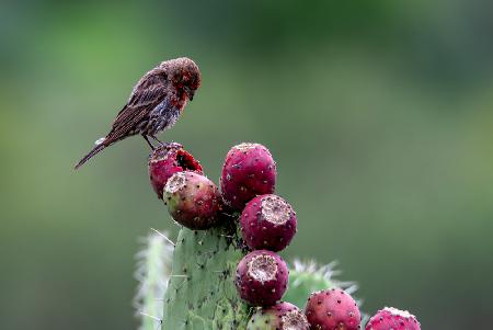 House Finch on Prickly Pear