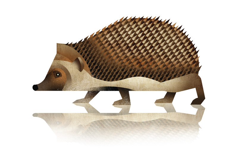 Hedgehog from Dieter Braun