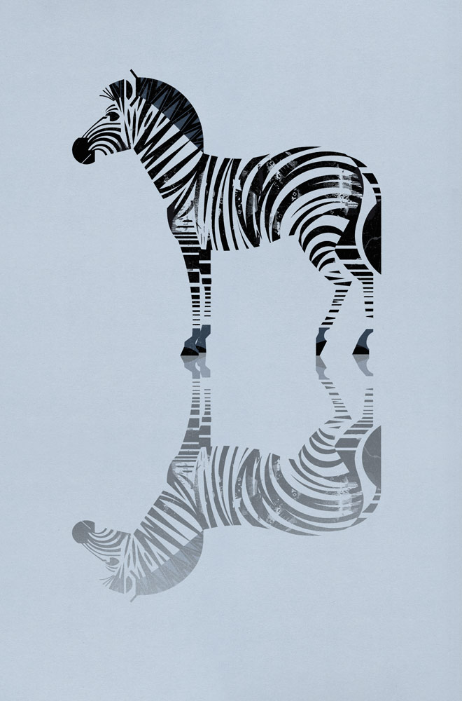 Zebra from Dieter Braun