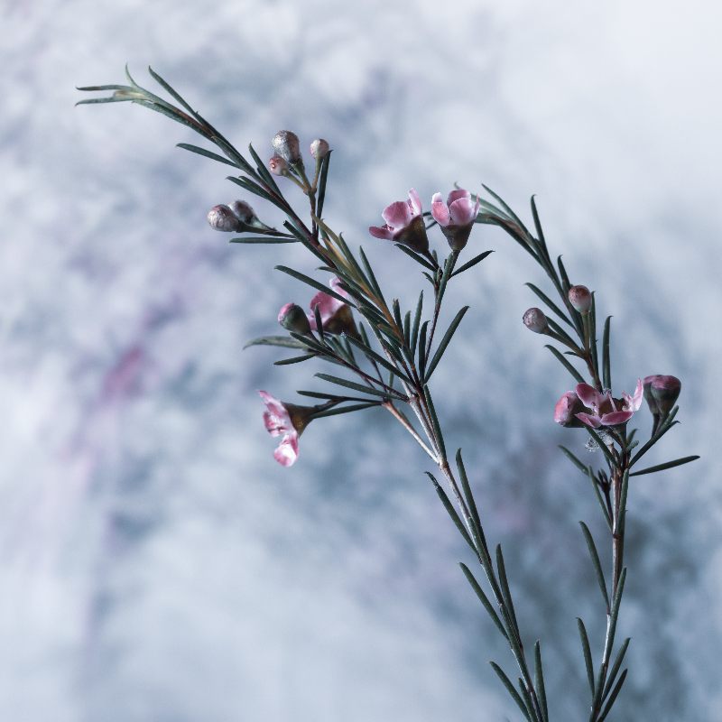 Magic Flowers 15 from Anke Brehm