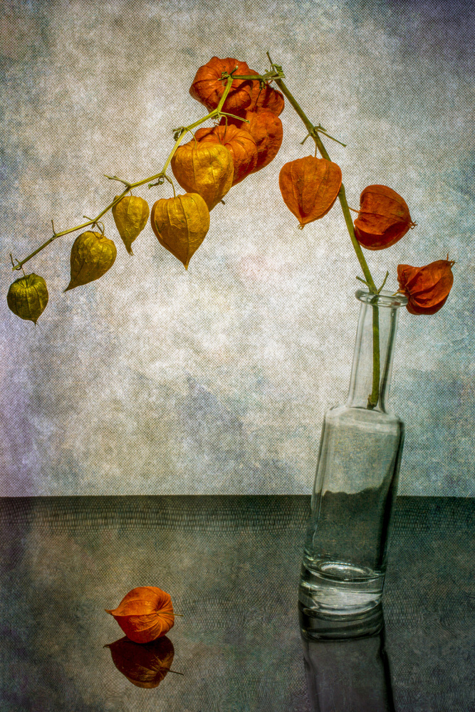 Still life with a branch of Physalis in a slanted bottle from Brig Barkow