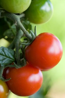 Tomaten from Brigitte Götz