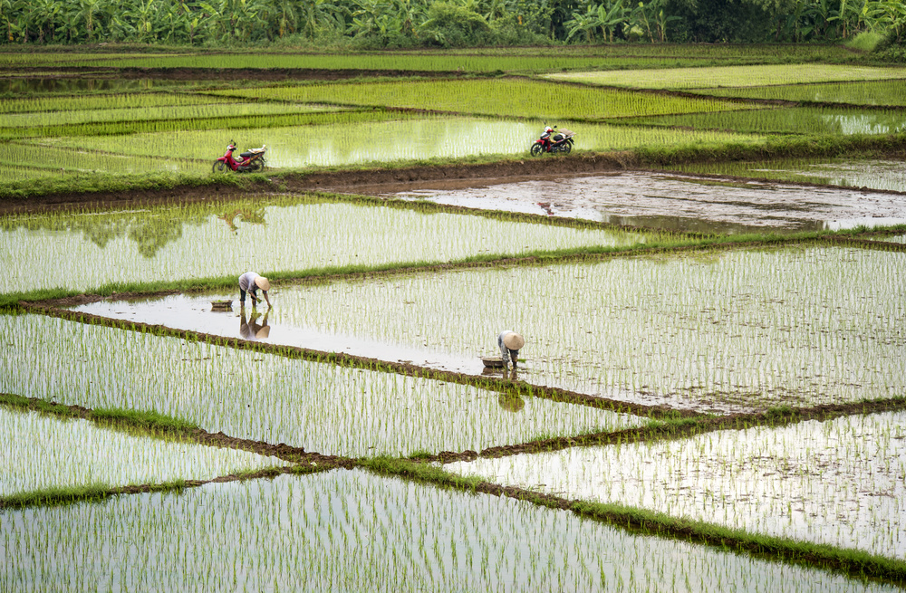 Rice Fields from Burak Senbak