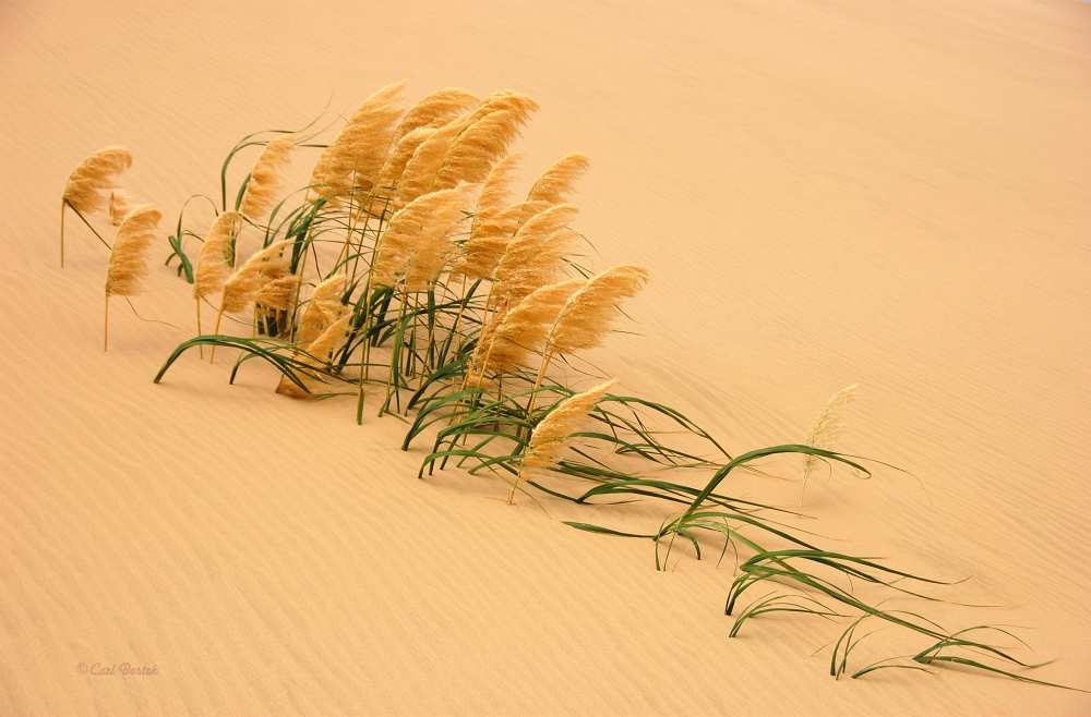 Pampas Grass in Sand Dune from Carl Bostek