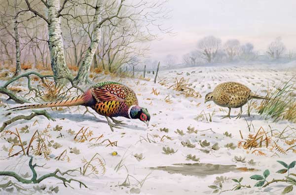 Pheasant and Partridge Eating (w/c on paper)  from Carl  Donner