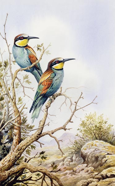 Bee-Eaters  from Carl  Donner