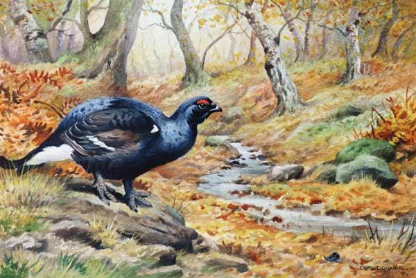 Black Cock Grouse by a stream (w/c)  from Carl  Donner