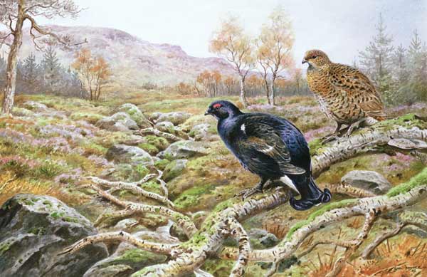 Black Grouse on a Moor  from Carl  Donner