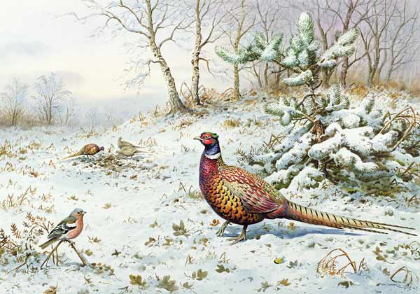 Cock Pheasant and Chaffinch  from Carl  Donner