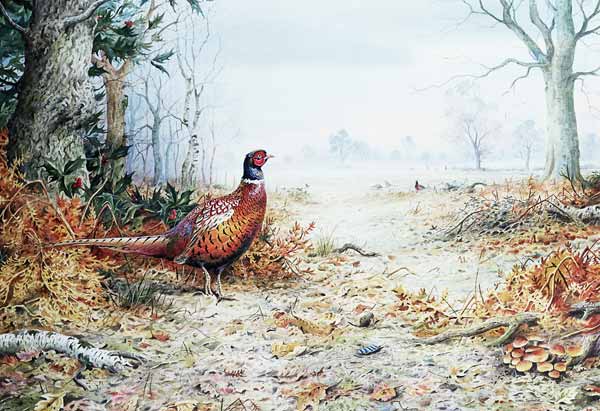 Cock Pheasant (w/c)  from Carl  Donner