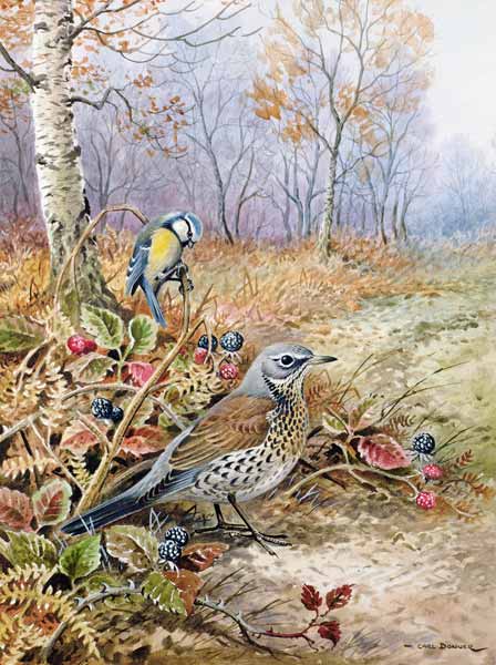 Fieldfare and Blue Tit  from Carl  Donner