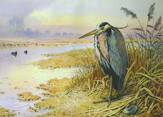 Grey Heron  from Carl  Donner