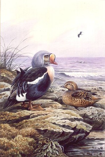 King Eider (w/c)  from Carl  Donner
