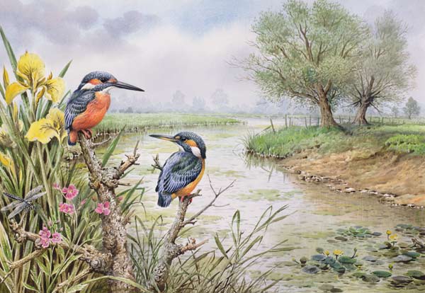 Kingfishers on the Riverbank  from Carl  Donner