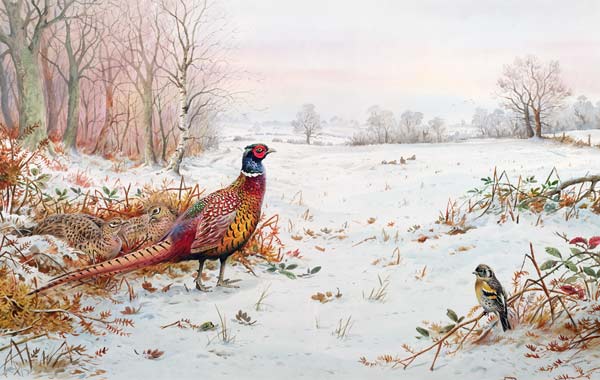 Pheasant and bramblefinch in the snow  from Carl  Donner