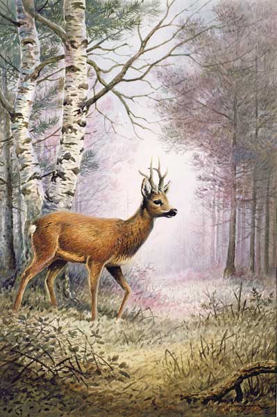 Roe-Deer  from Carl  Donner