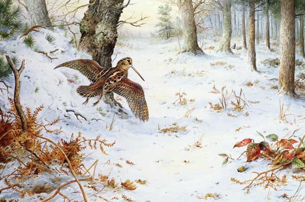Snipe in Wooded Landscape  from Carl  Donner