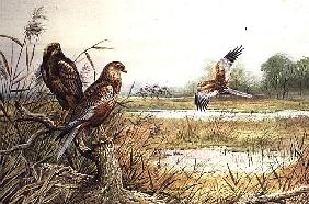 Marsh Harriers (w/c) 