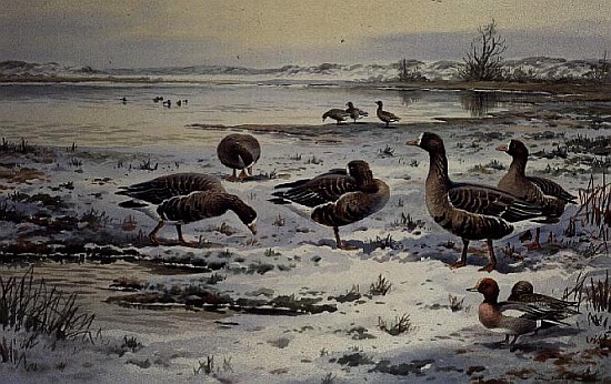 White Fronted Geese (w/c)  from Carl  Donner
