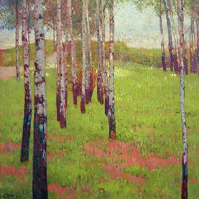 Birch Forest