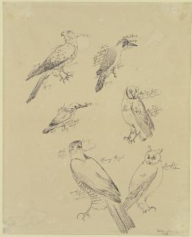 Six bird studies