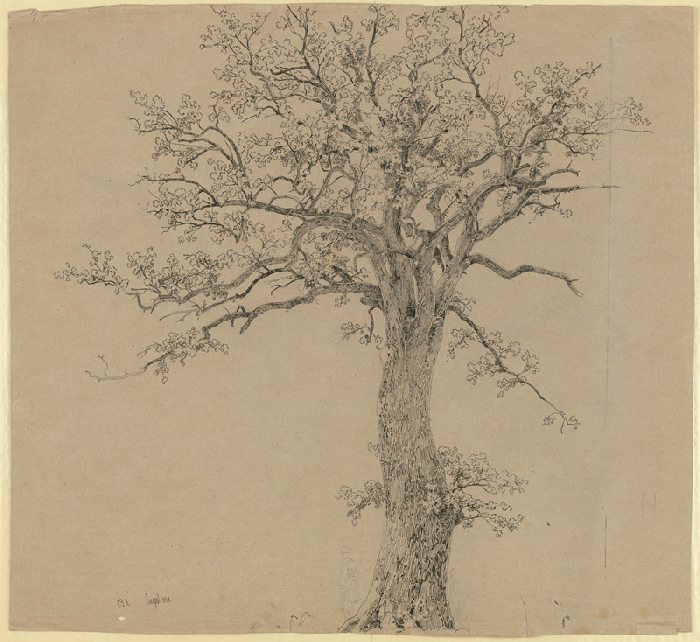 Old tree from Carl Theodor Reiffenstein