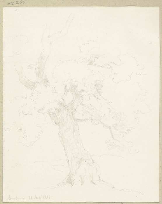 Old tree from Carl Theodor Reiffenstein