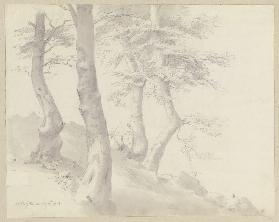 Trees on a slope