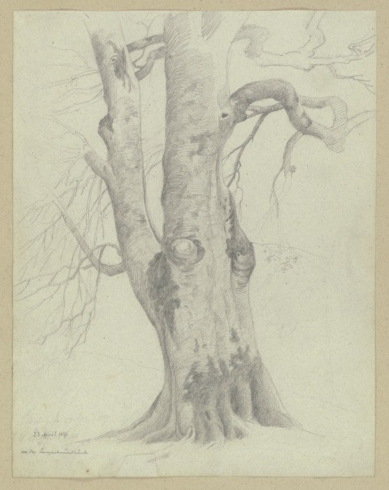 Tree from Carl Theodor Reiffenstein