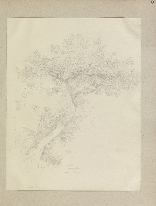 Tree in Kronberg from Carl Theodor Reiffenstein