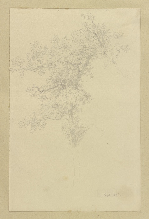 Treetop from Carl Theodor Reiffenstein