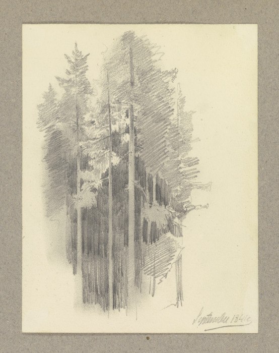 Thick conifer forest from Carl Theodor Reiffenstein
