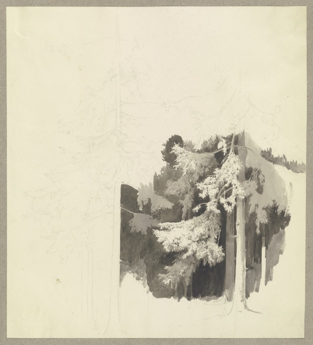 Thick conifer forest from Carl Theodor Reiffenstein