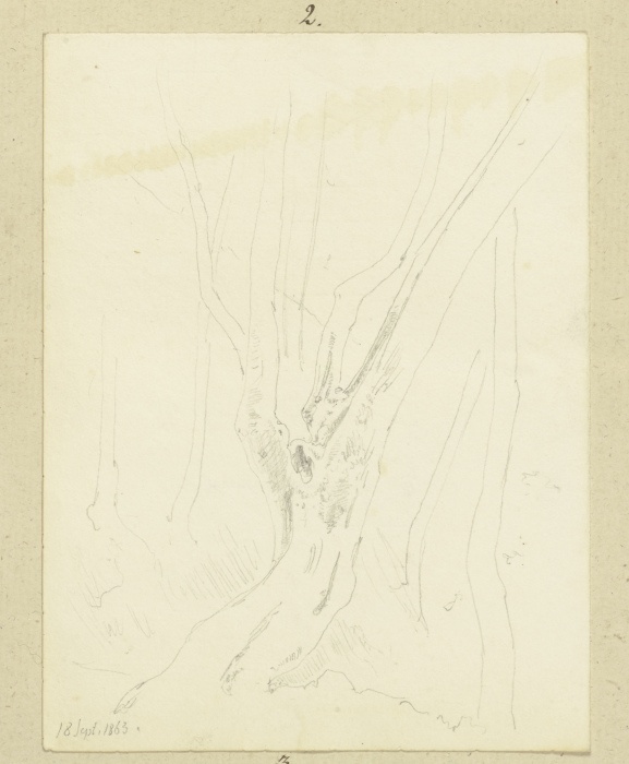 A tree from Carl Theodor Reiffenstein