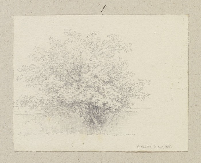 Junger Baum vor einer Mauer from Carl Theodor Reiffenstein