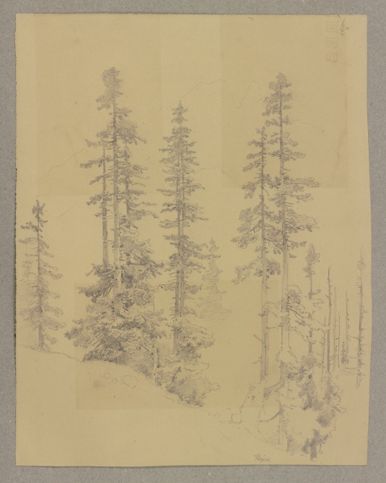 Conifers from Carl Theodor Reiffenstein