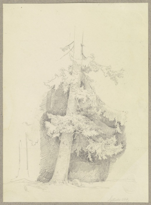 Conifer from Carl Theodor Reiffenstein