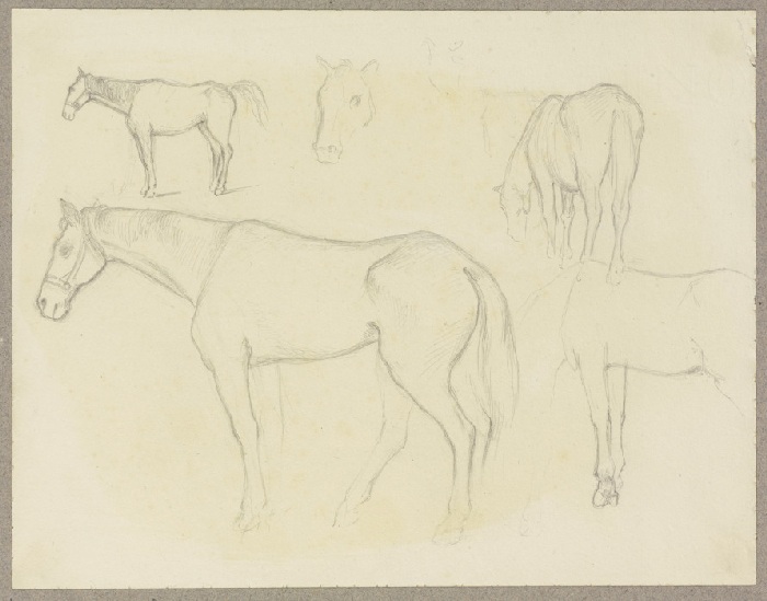 Study sheet: Horses from Carl Theodor Reiffenstein